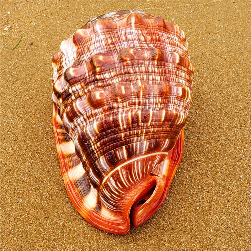 Natural Super Large Wanbao Snail French Conch Landscaping