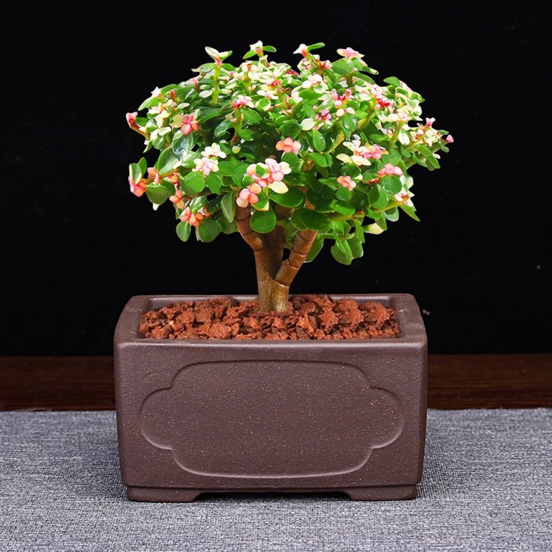 Purple Sand Flower Pot Small Size Rectangular Square Desktop Bonsai